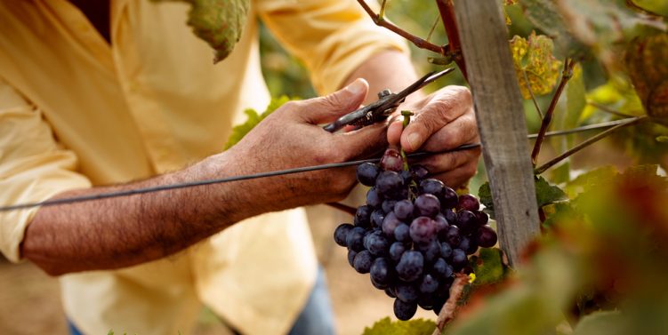 lavoro vendemmia Veneto